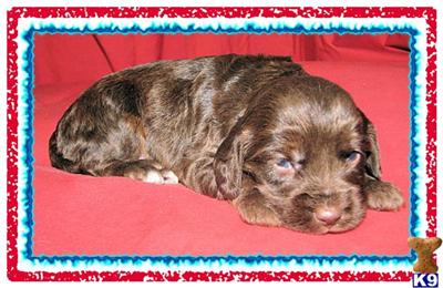 Puppies in KY